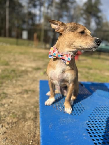 Lionet Paws Easter Dog Collar with Bowtie,Egg Bow Tie Pink Dog Bowtie Collar with Metal Buckle for Dogs, M, Neck 13.5-22 in