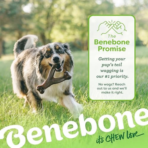 Benebone 2-Pack Wishbone Toy for Aggressive Chewers, Real Bacon, Medium | Durable, Multipack, Super Chewer, Made in USA, Dog Bones, Long-Lasting, A Size for Every Dog, Keeps Them Busy