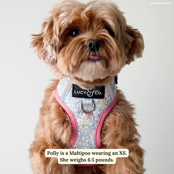 Lucy & Co. Ditsy Daydream No-Pull Dog Harness, Adjustable Front Clip Harness with Comfort Padding, Small