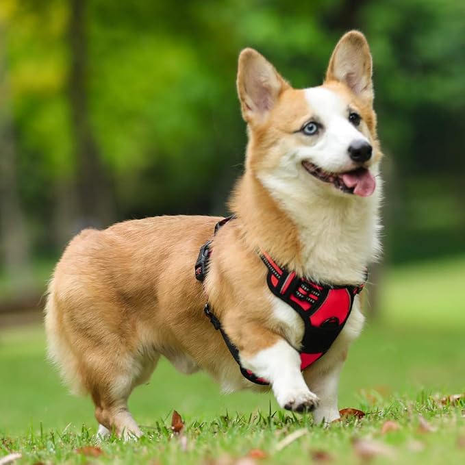 rabbitgoo Dog Harness, No Pull Medium Sized with 2 Leash Clips, Pet Vest | No Choke with Handle, Adjustable Soft Padded, Reflective, Easy Control for Walking, Red, Medium