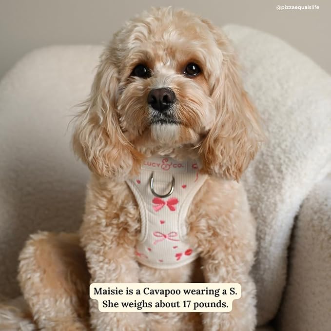 Lucy & Co. Ever So Sweet No-Pull Dog Harness, Adjustable Front Clip Harness with Comfort Padding, Small