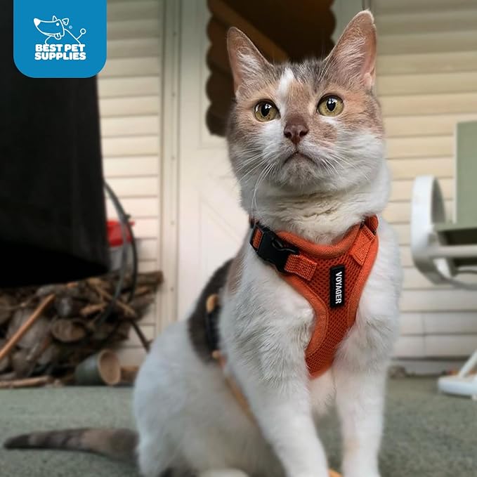 Voyager Step-in Lock Dog Harness - Orange, X-Small | 13 - 16" in Chest, Adjustable, Breathable Air Mesh, Lightweight for Daily Walks, Strong Clips, Heavy Duty D-Ring