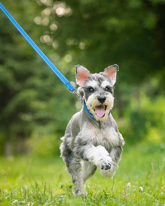 Taglory Reflective Dog Leash for Medium Large Dogs, 1in x 6ft, Sky Blue | Ideal for Night Walking, Strong for Sudden Pulls, Lightweight & Gentle on the Neck, Soft Padded Handle