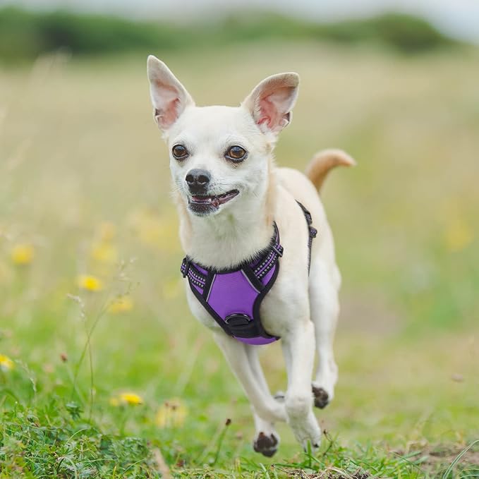 rabbitgoo Dog Harness No Pull with 2 Leash Clips, Adjustable Soft Padded, Reflective Oxford No Choke Pet Vest with Easy Control Handle for Puppy, Purple,XS | No Choke with Handle, Adjustable Soft Padded, Reflective, Easy Control for Walking, Purple, X-...