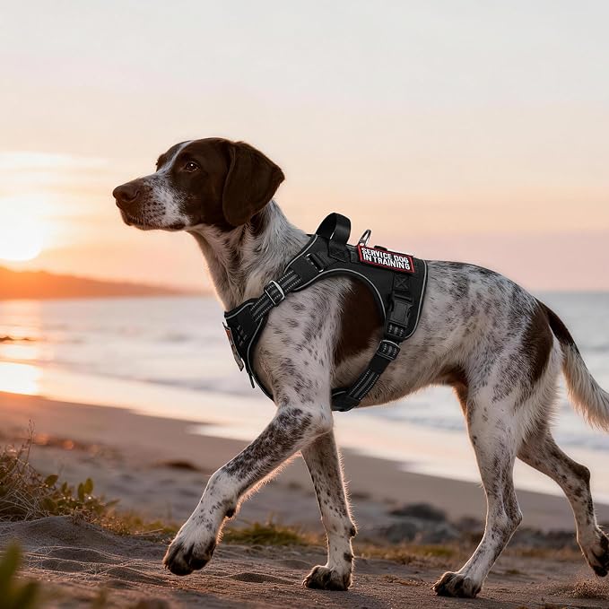 rabbitgoo Tactical Dog Harness Medium Sized, No Pull Service Pet Vest | Military Molle System & Easy Control Handle, Adjustable and Reflective for Walking and Training, Black, Medium