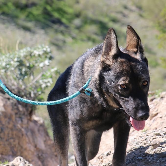 Max and Neo Rope Slip Lead Reflective 5 Foot - We Donate a Leash to a Dog Rescue for Every Leash Sold (Teal, 5FT X 1/2")