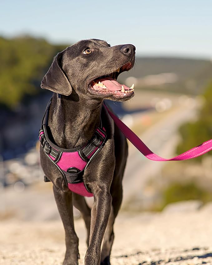 Joytale No Pull Dog Harness for Small Dogs, Front Clip, Hot Pink | Grab Handle for Instant Control, Padded & Adjustable Vest, Sturdy Metal D-Rings, for Safe Training & Daily Walking