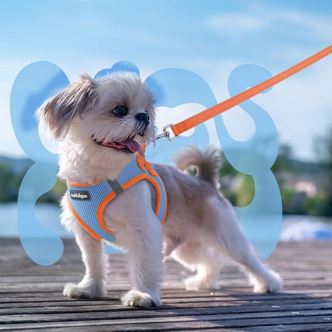 rabbitgoo Dog Harness Small Sized and Leash Set, Step in Soft Vest | Breathable Mesh, Easy Wear with Hook & Loop, Light and Reflective for Walking, Multi-colored, Blue & Orange, XS