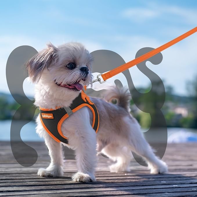 rabbitgoo Dog Harness Small Sized and Leash Set, Step in Soft Vest | Breathable Mesh, Easy Wear with Hook & Loop, Light and Reflective for Walking, Multi-colored, Black & Orange, XXS