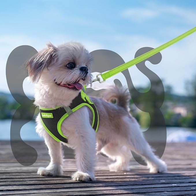 rabbitgoo Dog Harness Small Sized and Leash Set, Step in Soft Vest | Breathable Mesh, Easy Wear with Hook & Loop, Light and Reflective for Walking, Multi-colored, Black & Green, XXS