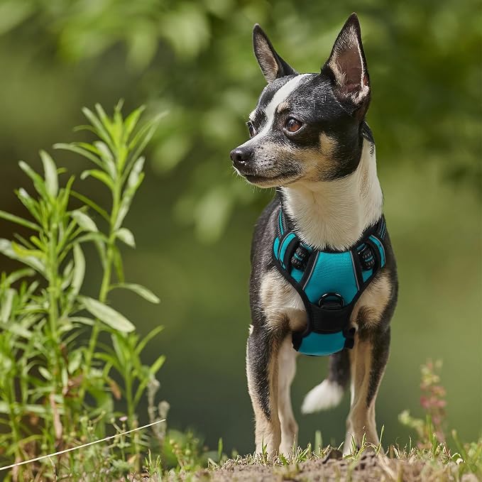 rabbitgoo Dog Harness No Pull with 2 Leash Clips, Adjustable Soft Padded, Reflective Oxford No Choke Pet Vest with Easy Control Handle for Puppy, Teal, XS | No Choke with Handle, Adjustable Soft Padded, Reflective, Easy Control for Walking, Teal, X-Small