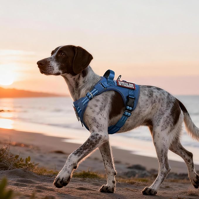 rabbitgoo Tactical Dog Harness Medium Sized, No Pull Service Pet Vest | Military Molle System & Easy Control Handle, Adjustable and Reflective for Walking and Training, Blue, Medium