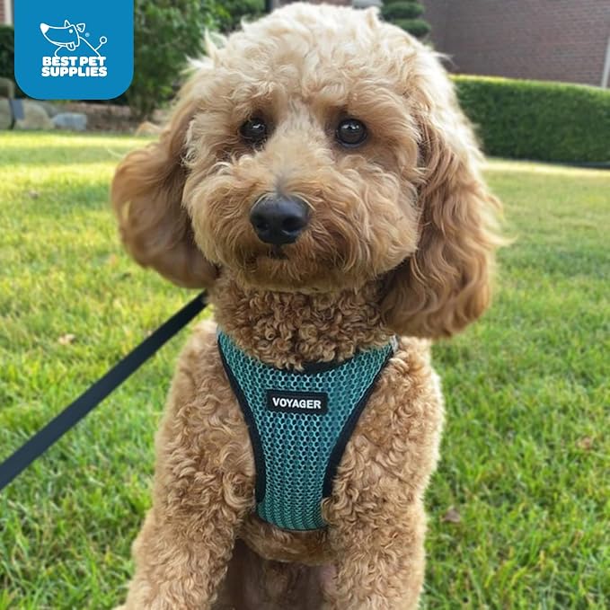 Voyager Step-in Air Dog Vest Harness - Turquoise 2-Tone, X-Small | 13 - 14.5" in Chest, Reflective Bands, All Weather Breathable Air Mesh, Cats Compatible, Lightweight, Fast Drying