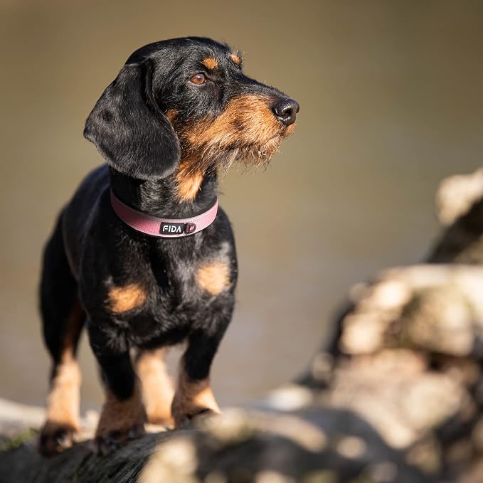 Fida Heavy Duty Dog Collar for Medium Dogs with Metal Belt Buckle, Pink | Soft Neoprene Padded for Extra Comfort, Thicker Nylon Webbing, Adjustable Fit, Reflective Stitching for Night Safety