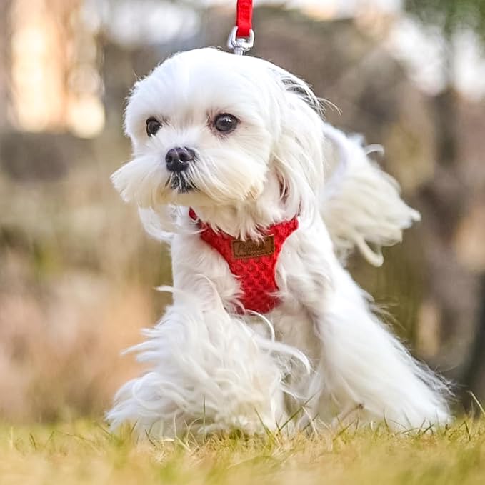 PUPTECK Dog Harness and Leash Set Small Sized, Lightweight Step-in Puppy Harness, Escape Proof No Pull Cute Pet Vest Harnesses, Red S