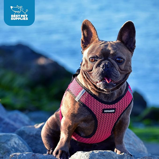 Voyager Step-in Air Dog Vest Harness - Fuchsia 2-Tone, Large | 18- 20.5" in Chest, Reflective Bands, All Weather Breathable Air Mesh, Cats Compatible, Lightweight, Fast Drying