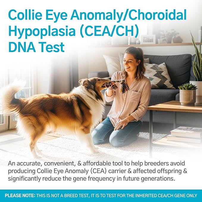 Dog Collie Eye Anomaly (CEA/CH) DNA Test