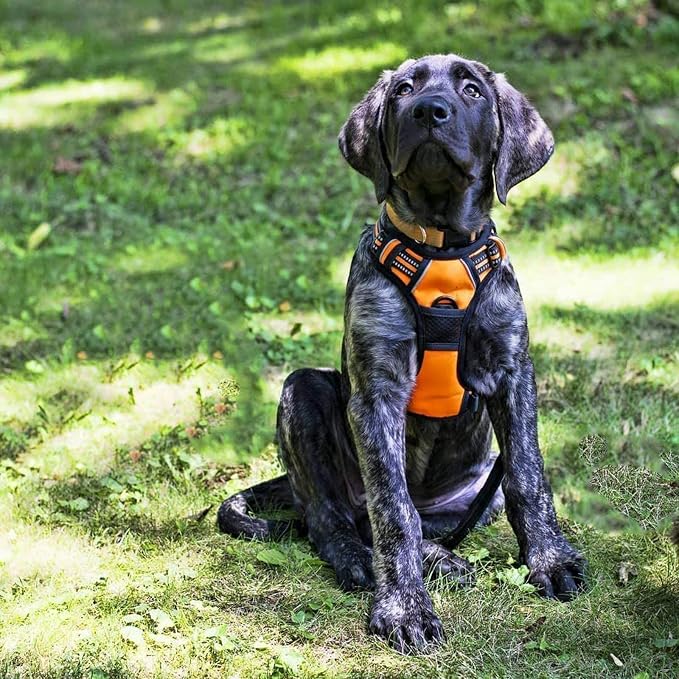 rabbitgoo Dog Harness, No Pull Medium Sized with 2 Leash Clips, Pet Vest | No Choke with Handle, Adjustable Soft Padded, Reflective, Easy Control for Walking, Orange, Medium