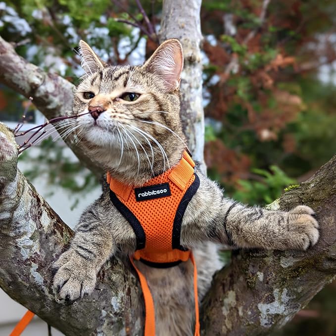 rabbitgoo Cat Harness and Leash Set, Escape Proof Vest, Orange | Soft Breathable Mesh, Easy Adjustable Fit, Snap Buckles, Sturdy Clip, Reflective Strips, for Small & Average Cats Walks, Xs