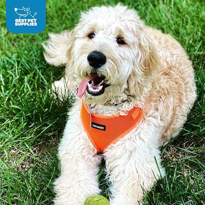 Voyager Step-in Lock Dog Harness - Orange, X-Large | 23 - 28" in Chest, Adjustable, Breathable Air Mesh, Lightweight for Daily Walks, Strong Clips, Heavy Duty D-Ring