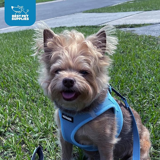 Voyager Step-in Air Dog Vest Harness - Baby Blue, Medium | 16 - 18" in Chest, Reflective Bands, All Weather Breathable Air Mesh, Cats Compatible, Lightweight, Fast Drying