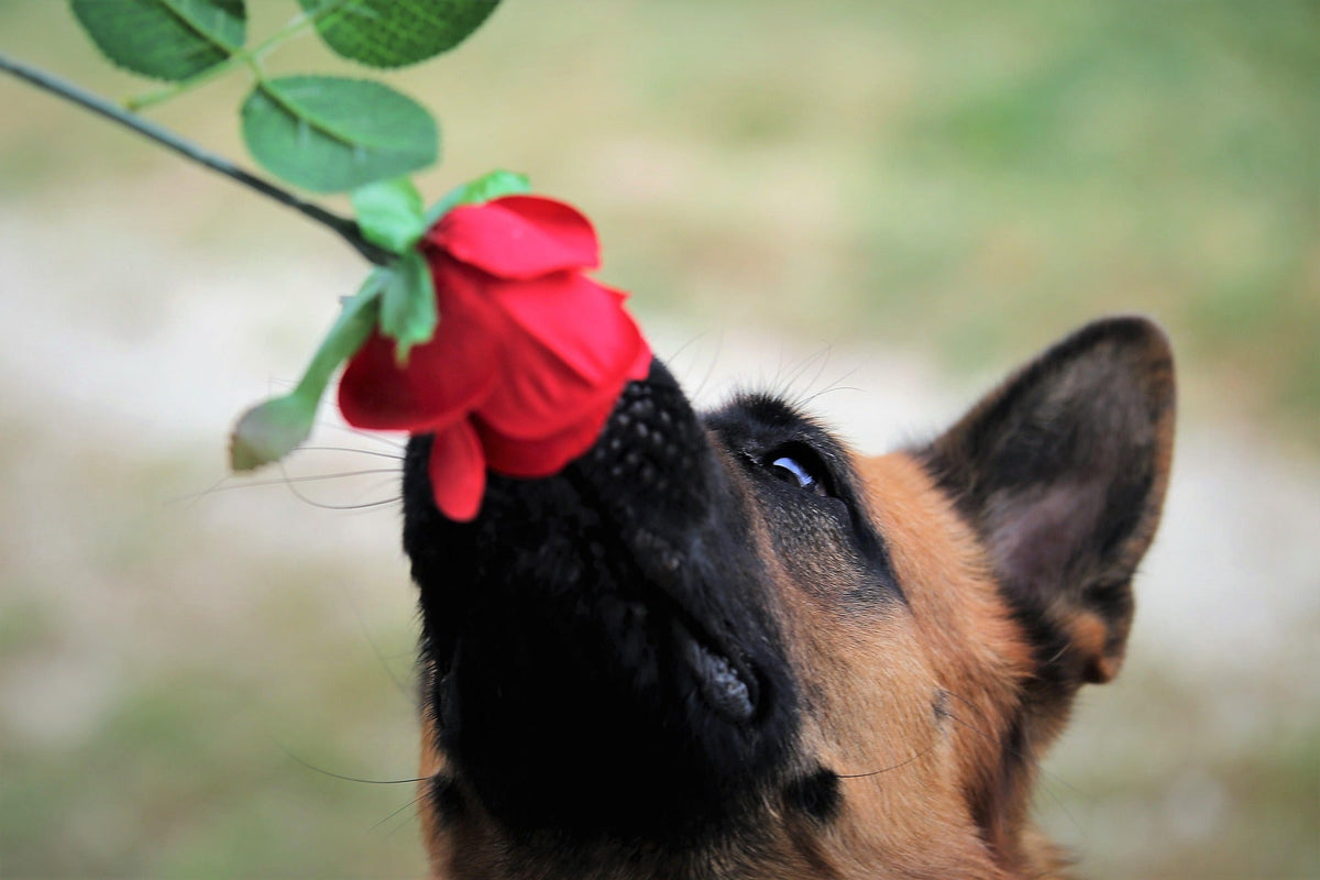 Beyond the Walk: The Art of ‘Sniff-walk’ and Why Your Dog Craves It
