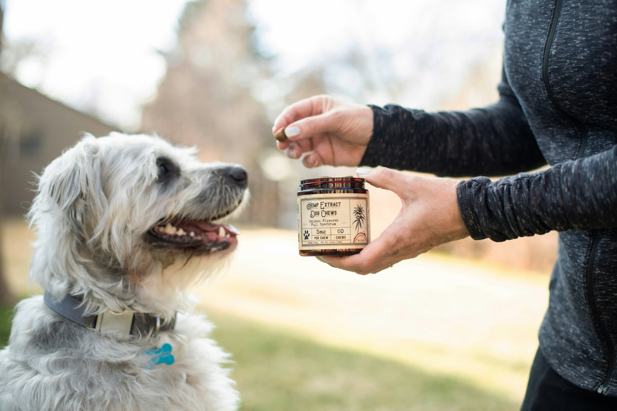 Why 'Mochi' Comfort Matters for Senior Dogs