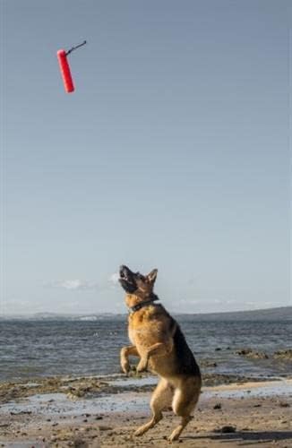 Katie's Bumpers Original Bumper for Med.&Lg Dogs the Best Fetching and Dock Divind Dog Bumper. Made in the USA. (Orange)