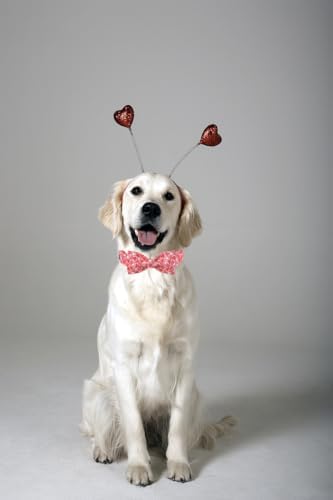 Lionet Paws Valentines Dog Collar Bowtie, Dog Bowtie Collar with Metal Buckle for Dogs, Adjustable Comfortable Dogs Collars Girl Boy, S, Neck 10-16 in