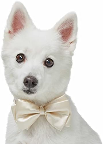 Blueberry Pet Dog of Honor Wedding Collar, Medium, Elastic Breakaway Quick Release Dog Cat Collar with Tuxedo-Like Ivory Bowtie
