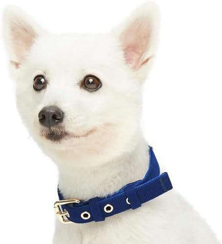 Blueberry Pet New Classic Modern Iconic Neoprene Padded Dog Collar Indigo Blue/Small