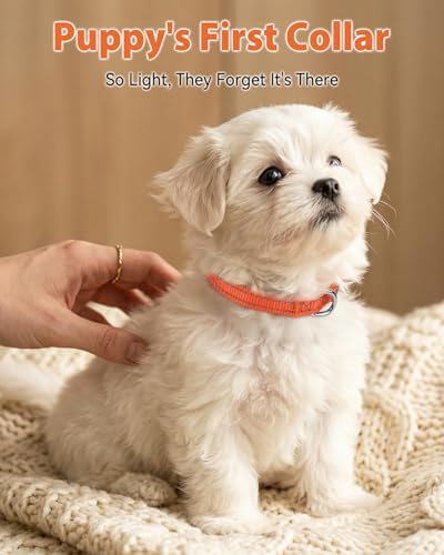 Joytale Feather-Light Puppy Collar for Extra Small Dogs, 3/8", Orange