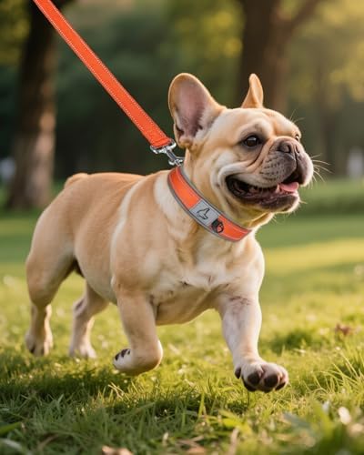 Joytale Reflective Dog Collar for Small Dogs with Wide Padding, Orange