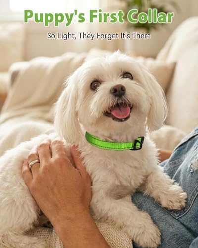 Joytale Feather-Light Dog Collar for Small Dogs & Puppies, 5/8", Green