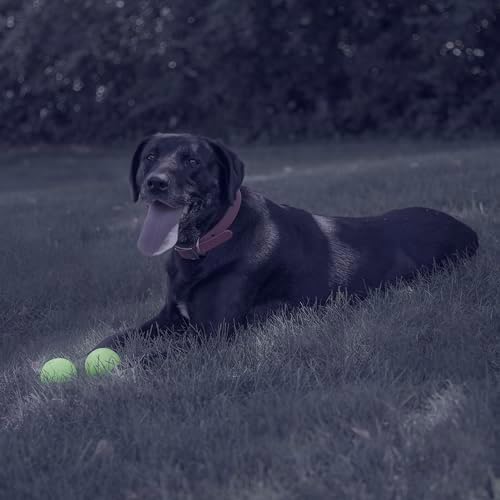 Chew King by Mammoth Glow-in-the-Dark Dog Fetch Balls (4-Pack Combo), Lattice & Rubber Fetch Toys for Night Play, High Bounce, Rechargeable Under Any Light, Multiple Sizes
