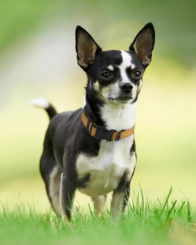 Joytale Reflective Dog Collar, Adjustable Neoprene Padded, Khaki XS