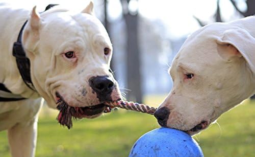 Jolly Pets Romp-N-Roll Rope & Ball Dog Toy, 4.5 in Small, Blueberry | Rope-and-ball fetch toy in tough JollyFlex - won't deflate if punctured, floats, made in USA