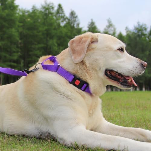 Joytale Martingale Collar for Dogs, Escape Proof No Pull, Purple, S