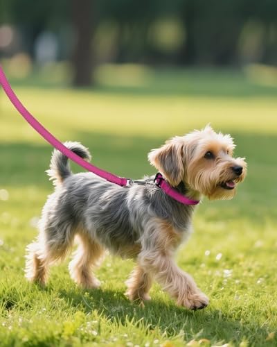 Joytale Feather-Light Dog Collar for Small & Medium Dogs, 3/4", Hotpink