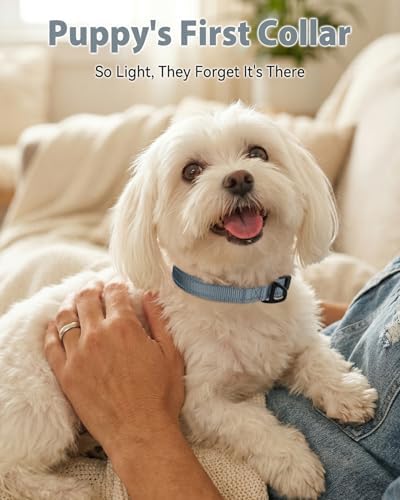 Joytale Feather-Light Dog Collar for Small Dogs & Puppies, 5/8", Gray
