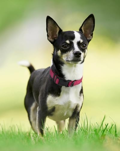 Joytale Reflective Dog Collar, Adjustable Neoprene Padded, Hotpink XS