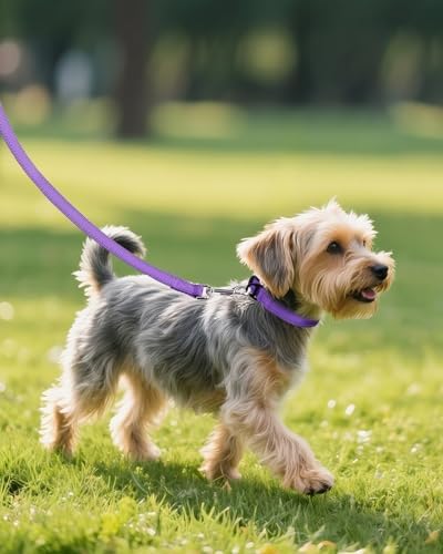 Joytale Feather-Light Dog Collar for Small & Medium Dogs, 3/4", Purple