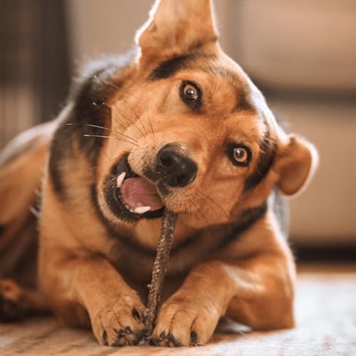 SKIPPER'S Dogs Fish Skin Flatties - Air Dried Grain Free Dog Treats, Great for Teeth, Long Lasting Dog Chews, Remove Plaque, Source of Omega 3, Naturally Low in Fat | 9Oz