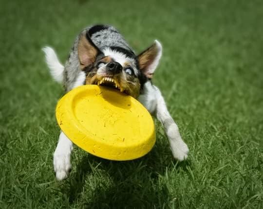 Frisbee, Floating Foam Disc, Medium & Large Dogs, 8.5in, Yellow