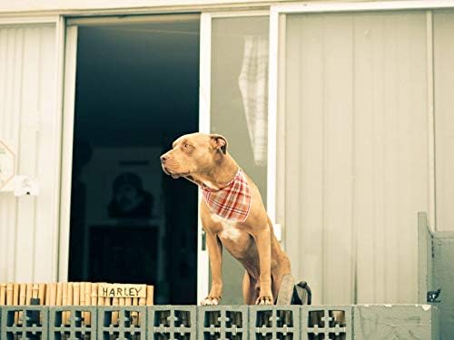 Lionet Paws Fall Dog Bandana Halloween Thanksgiving Washable Cotton Handkerchief Scarf Triangle Bandana for, Small (Pack of 1), Small