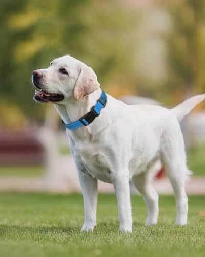 Joytale Feather-Light Dog Collar for Extra Large Dogs, 1 1/4", Sky Blue