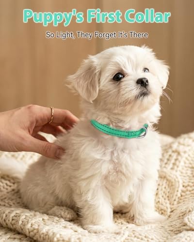 Joytale Feather-Light Puppy Collar for Extra Small Dogs, 3/8", Turquoise