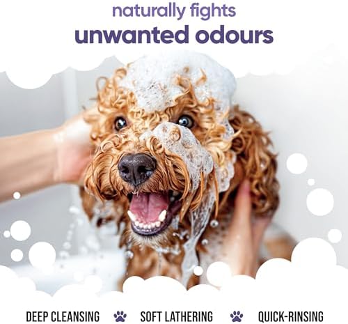Calming & Deodorising Dog Shampoo by Buddycare | Lavender Scented | with Aloe Vera and Pro Vitamin B5 (169.07oz)