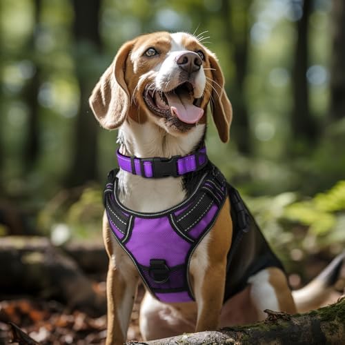 Joytale Reflective Dog Collar, Adjustable Neoprene Padded, Purple L