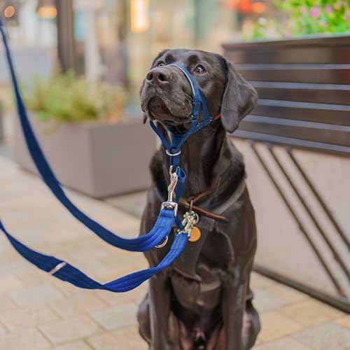 Halti Headcollar | Size 2, Cobalt Blue | Training Collar for Medium Dogs